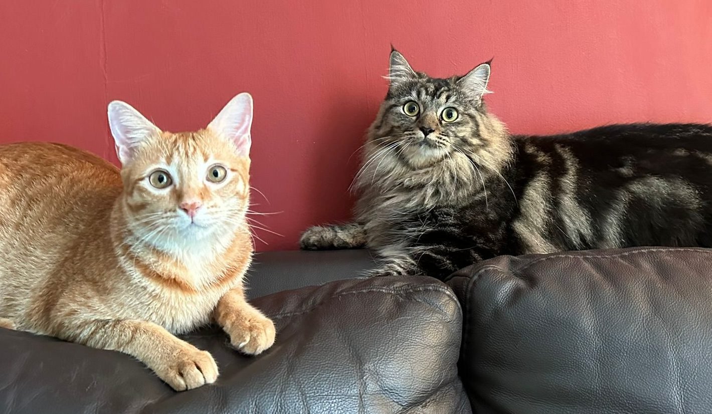 Zea & Zero